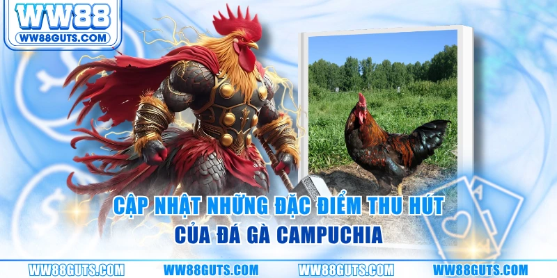 Đá Gà Campuchia WW88 - Đấu Trường Đỉnh Cao Khu Vực Châu Á 5 Cập nhật những đặc điểm thu hút của đá gà Campuchia