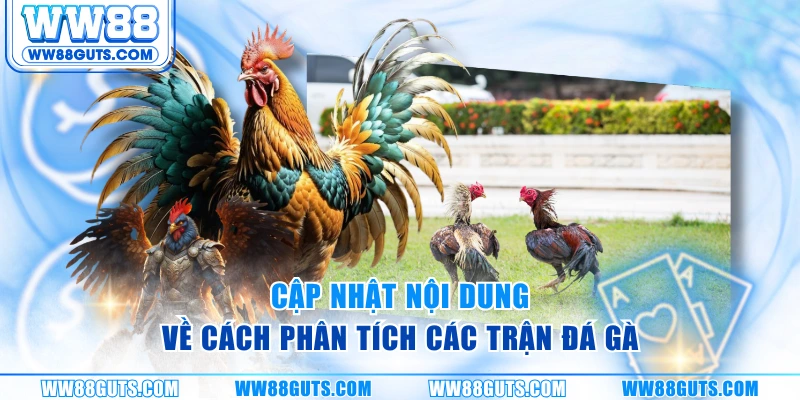 Đá Gà Cựa Dao - Đỉnh Cao Tốc Chiến Và Kỹ Thuật Trên WW88 6 Cập nhật nội dung về cách phân tích các trận đá gà