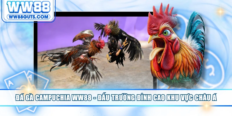 Đá Gà Campuchia WW88 - Đấu Trường Đỉnh Cao Khu Vực Châu Á 10 Đá gà Campuchia
