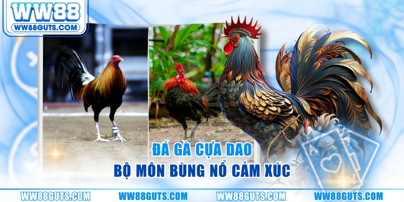 Đá Gà Cựa Dao - Đỉnh Cao Tốc Chiến Và Kỹ Thuật Trên WW88 5 Đá gà cựa dao - Bộ môn bùng nổ cảm xúc