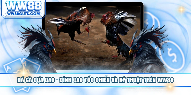 Đá Gà Cựa Dao - Đỉnh Cao Tốc Chiến Và Kỹ Thuật Trên WW88 7 Đá gà cựa dao