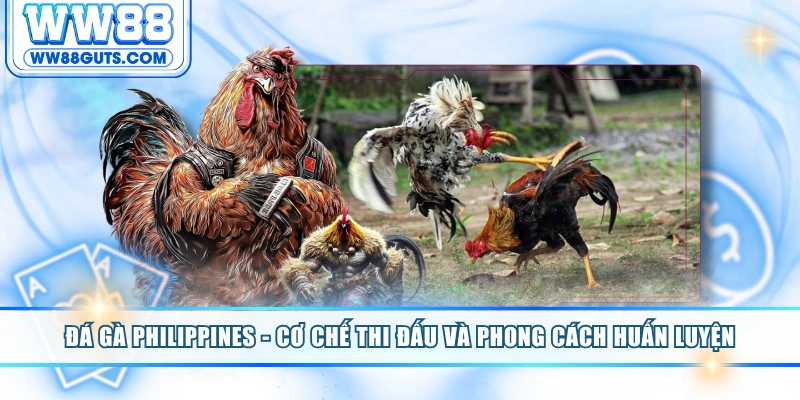 Đá Gà Philippines - Cơ Chế Thi Đấu Và Phong Cách Huấn Luyện 8 Đá gà Philippines