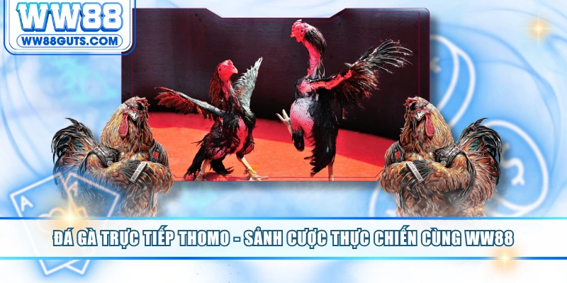 Đá Gà Trực Tiếp Thomo - Sảnh Cược Thực Chiến Cùng WW88 6 Đá gà trực tiếp Thomo
