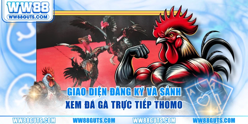 Đá Gà Trực Tiếp Thomo - Sảnh Cược Thực Chiến Cùng WW88 5 Giao diện đăng ký và sảnh xem đá gà trực tiếp Thomo