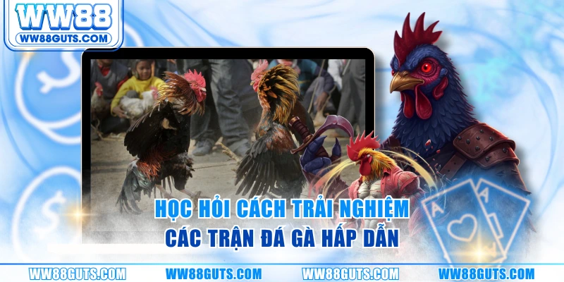 Luật Đá Gà Thomo Chuẩn Quốc Tế Cho Người Chơi WW88 7 Học hỏi cách trải nghiệm các trận đá gà hấp dẫn