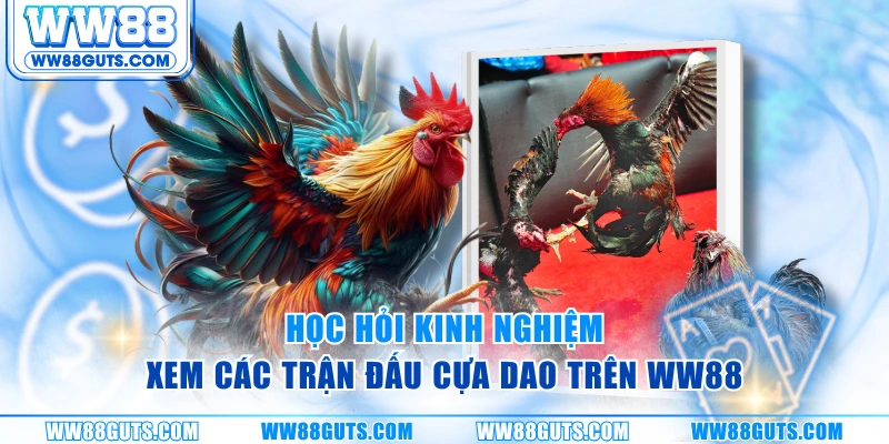 Đá Gà Cựa Dao - Đỉnh Cao Tốc Chiến Và Kỹ Thuật Trên WW88 7 Học hỏi kinh nghiệm xem các trận đấu cựa dao trên WW88