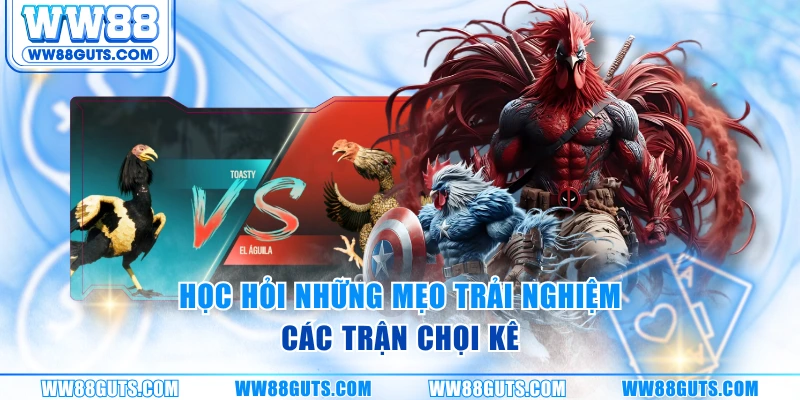 Đá Gà Campuchia WW88 - Đấu Trường Đỉnh Cao Khu Vực Châu Á 7 Học hỏi những mẹo trải nghiệm các trận chọi kê