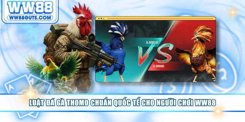 Luật Đá Gà Thomo Chuẩn Quốc Tế Cho Người Chơi WW88 9 Luật đá gà Thomo