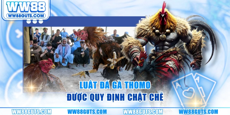 Luật Đá Gà Thomo Chuẩn Quốc Tế Cho Người Chơi WW88 5 Luật đá gà Thomo được quy định chặt chẽ