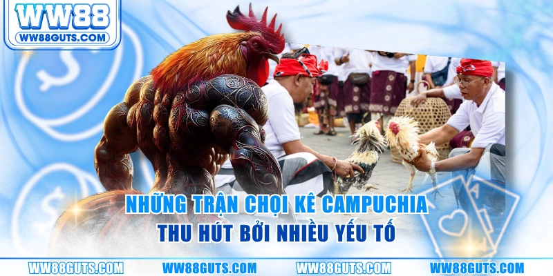 Đá Gà Campuchia WW88 - Đấu Trường Đỉnh Cao Khu Vực Châu Á 6 Những trận chọi kê Campuchia thu hút bởi nhiều yếu tố