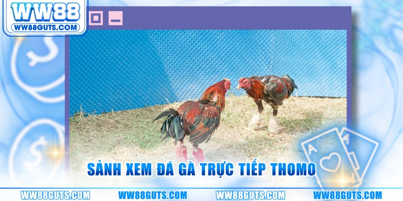 Đá Gà Trực Tiếp Thomo - Sảnh Cược Thực Chiến Cùng WW88 7 Sảnh xem đá gà trực tiếp Thomo