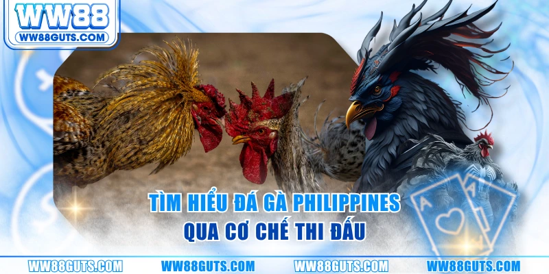 Đá Gà Philippines - Cơ Chế Thi Đấu Và Phong Cách Huấn Luyện 5 Tìm hiểu đá gà Philippines qua cơ chế thi đấu